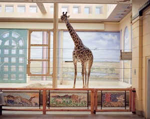 giraffe